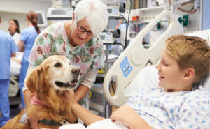 A child lying in a hospital bed smiling at a golden retriever sitting next to him, accompanied by a female nurse